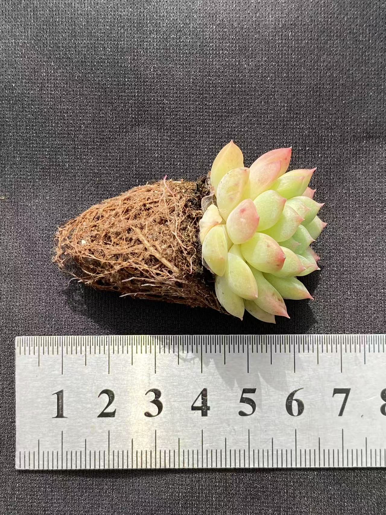 多肉植物 ムーヤオ 128株セット 品番AB0086