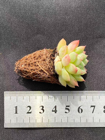 多肉植物 ムーヤオ 128株セット 品番AB0086