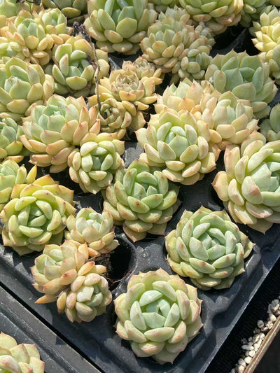 多肉植物 カイエンミント 72株セット 品番AB0128