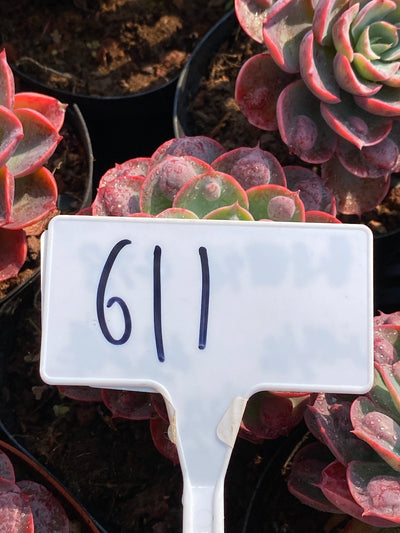 TH611     多肉植物     （24株）セット