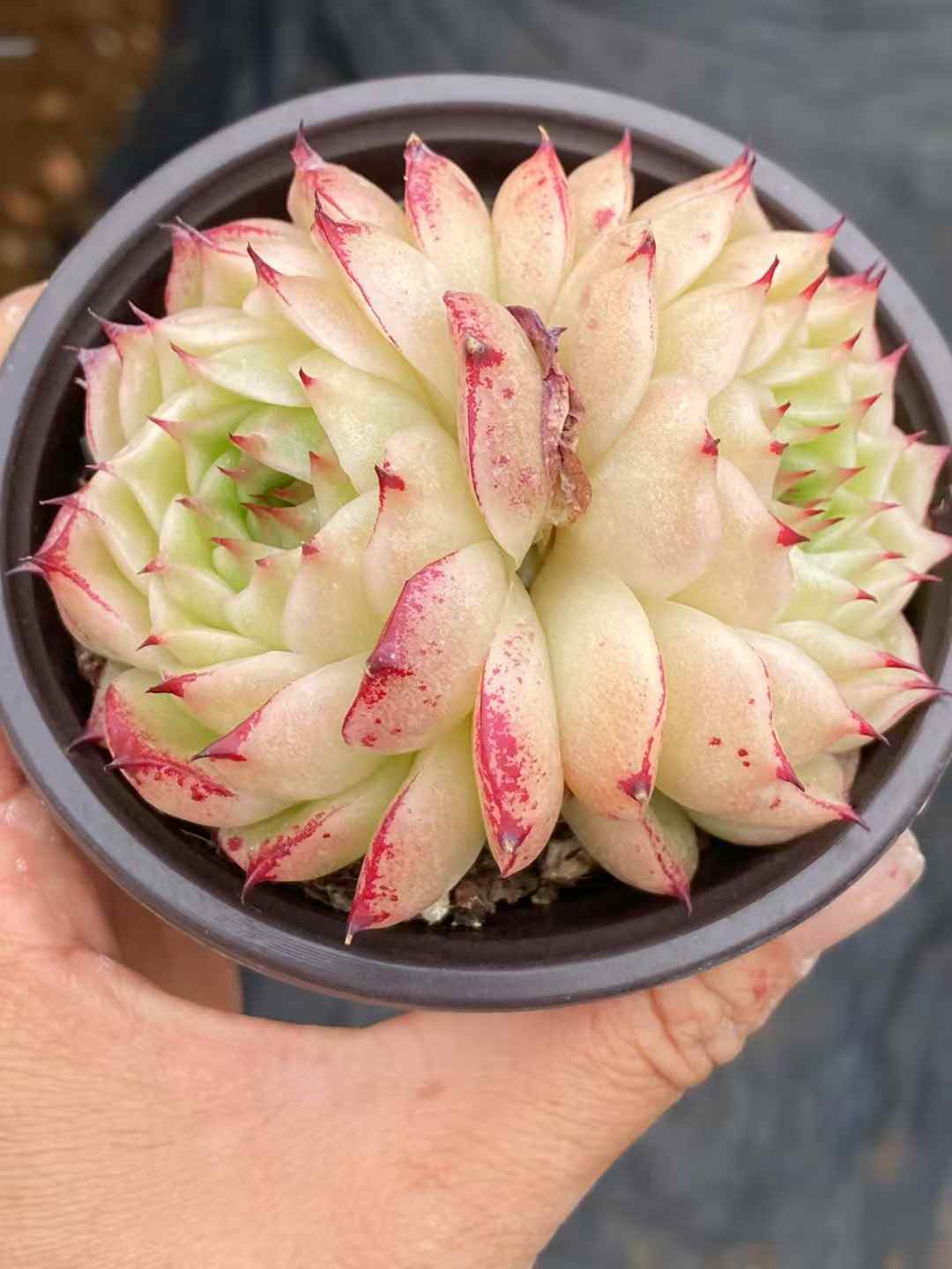 多肉植物 フェニックスファイア 30株セット 3号鉢 品番AA00034