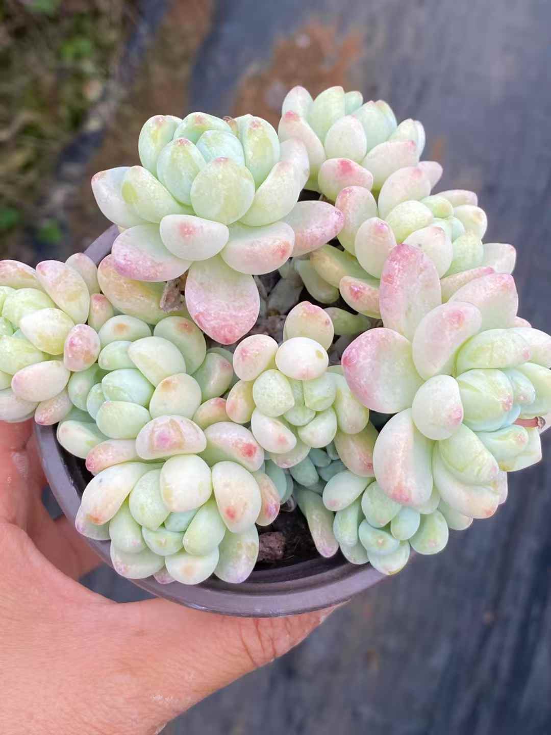 多肉植物 ラウル 30株セット 3号鉢 品番AA00033