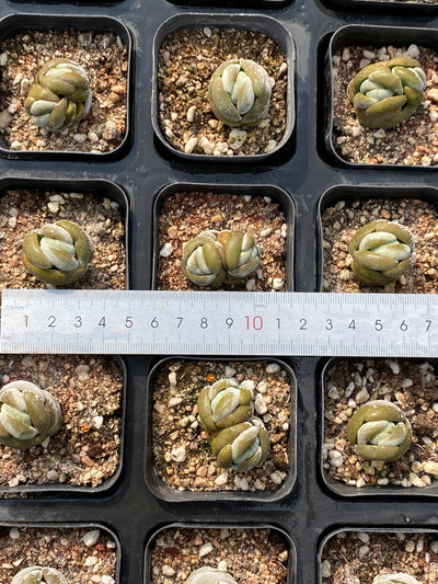 TH687     多肉植物     （80株）セット