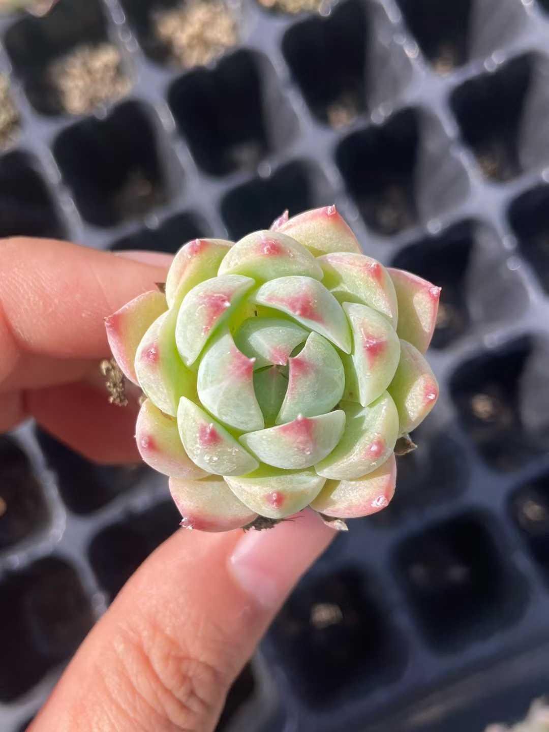 多肉植物 23k178 128株セット 品番AB0124