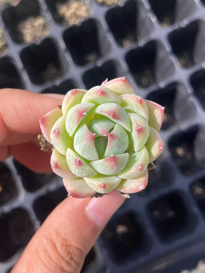 多肉植物 23k178 128株セット 品番AB0124