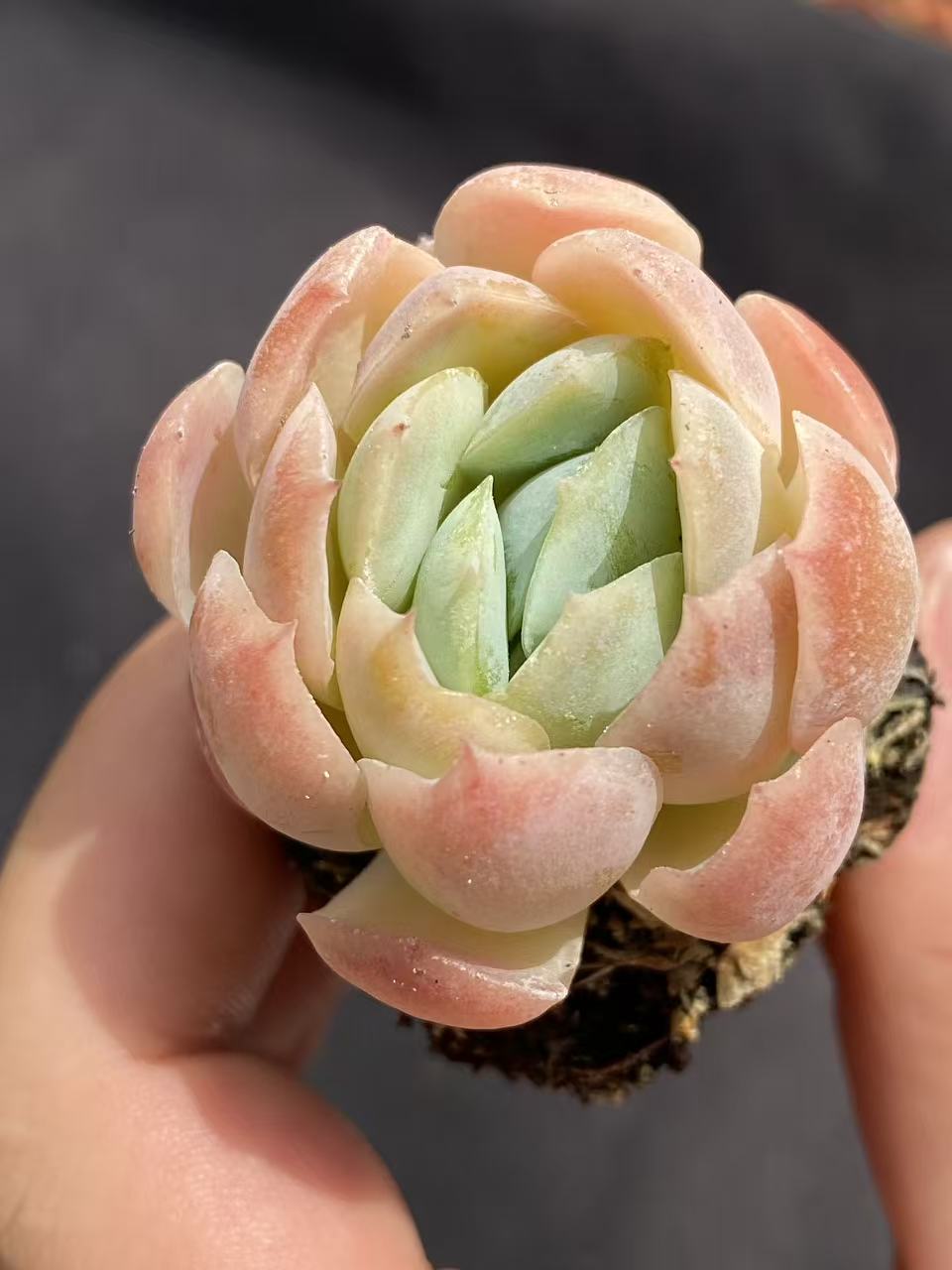多肉植物 ベリー 72株セット 品番AB0081