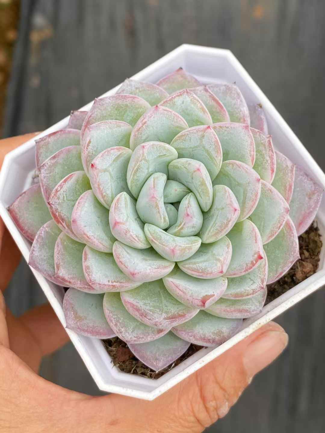 多肉植物 ヴィト 50株セット 2.5号鉢 品番AA00019