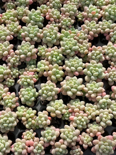 多肉植物 ショウロココ 128株セット 品番AB0100