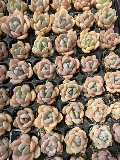 多肉植物 23k52 128株セット 品番AB0123