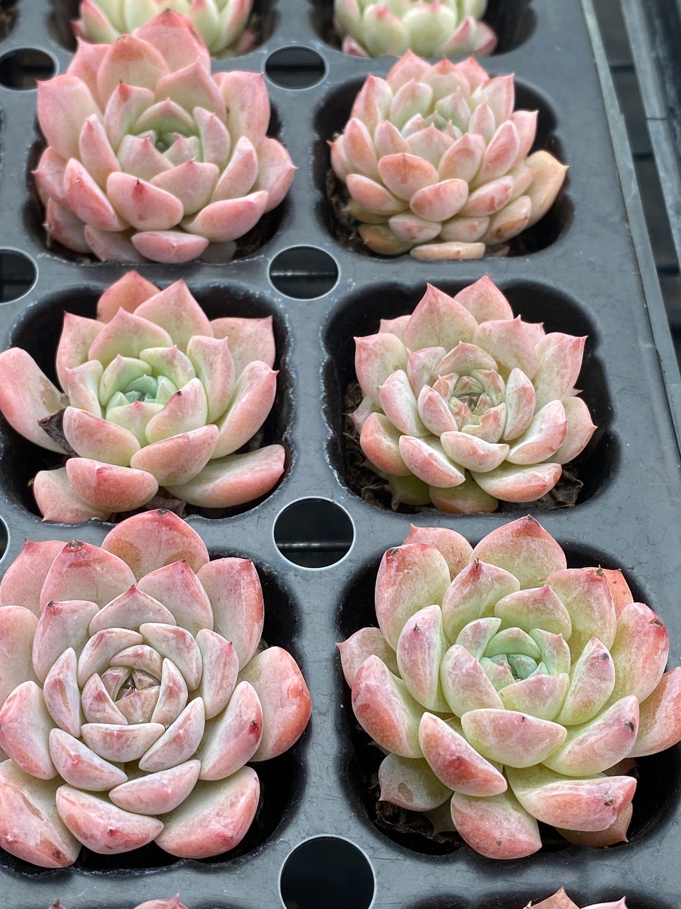 多肉植物 ハイブリッド 50株セット 品番AB0009