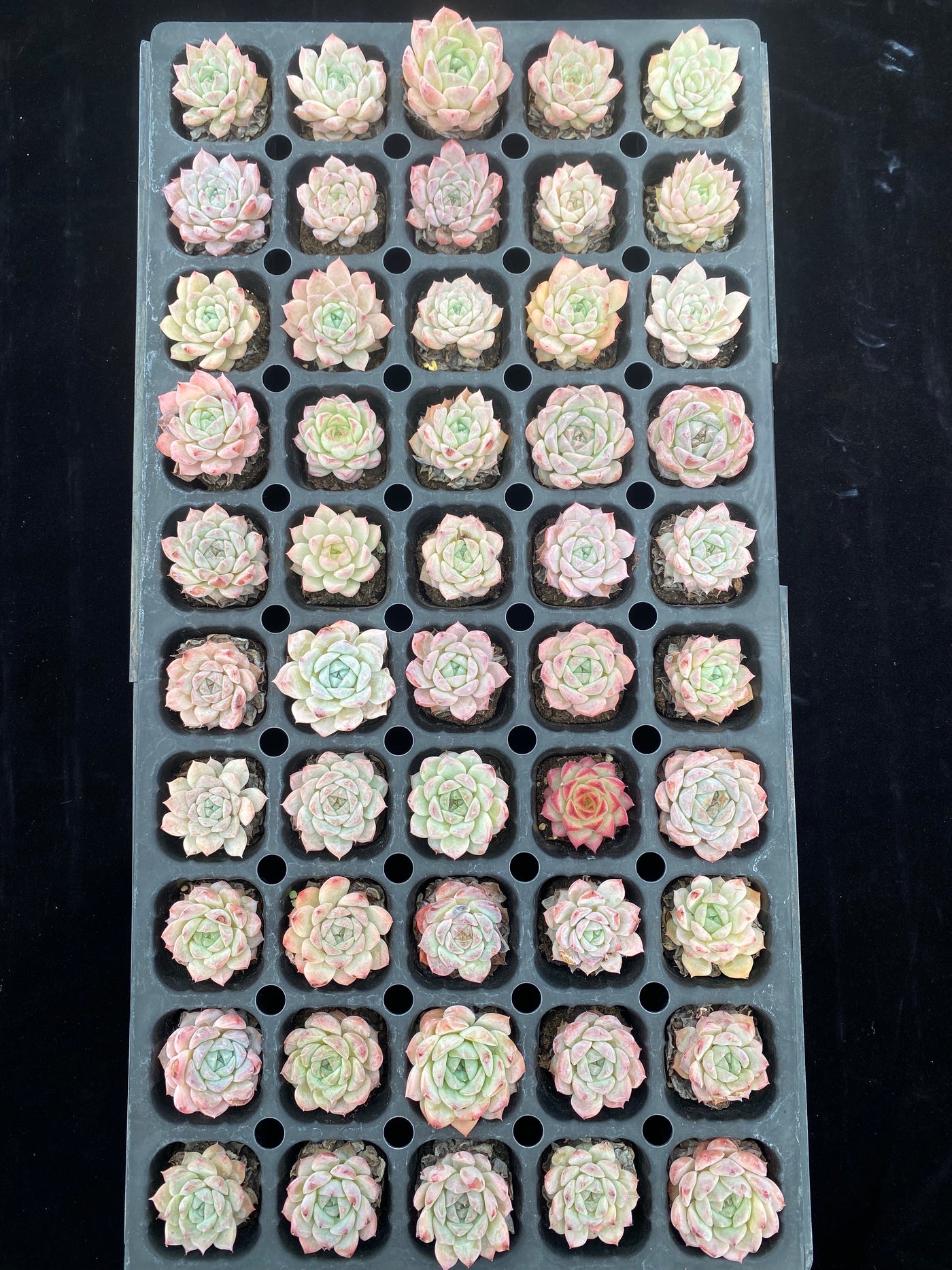 多肉植物 ハイブリッド 50株セット 品番AB0009