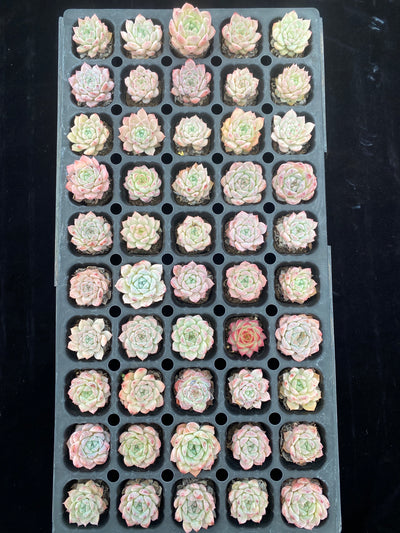 多肉植物 ハイブリッド 50株セット 品番AB0009