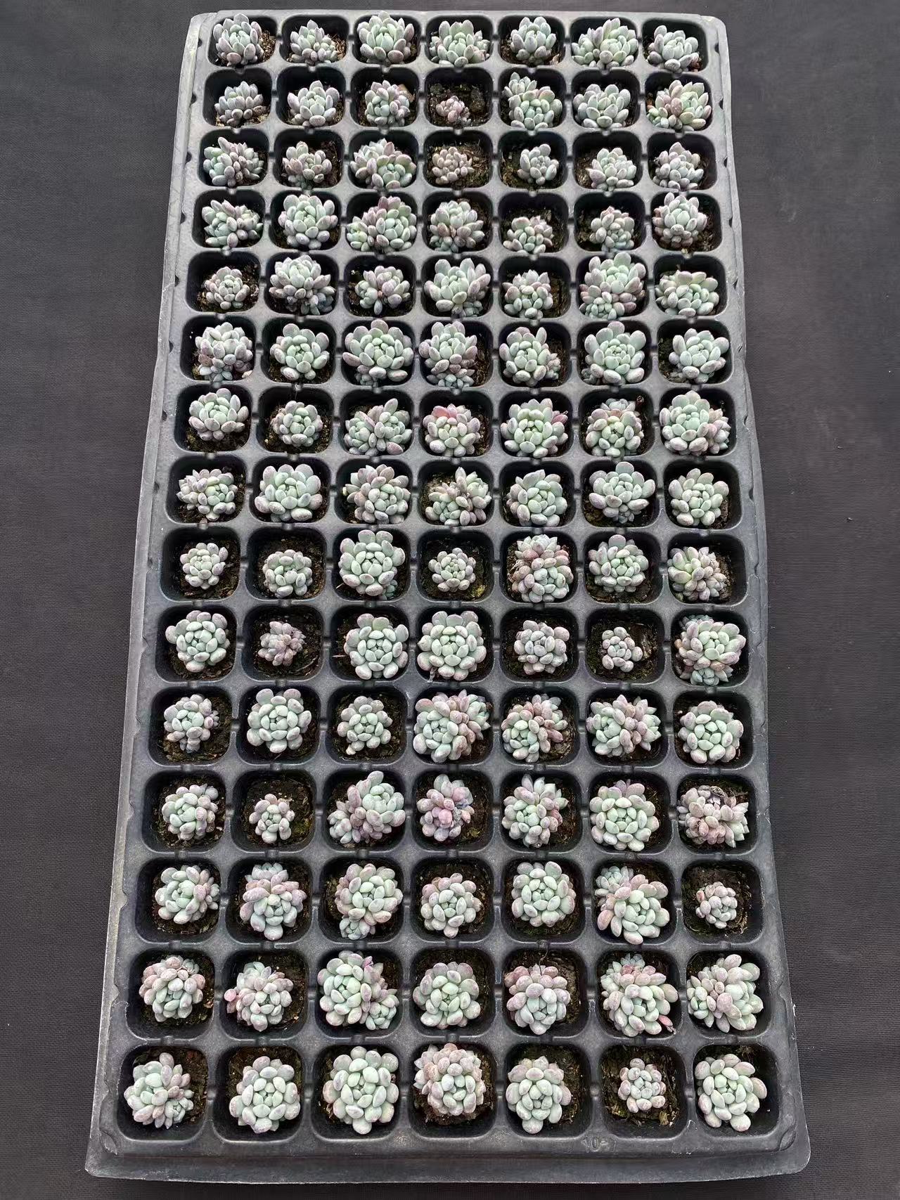 多肉植物 ランホウセキ 105株セット 品番AB0102