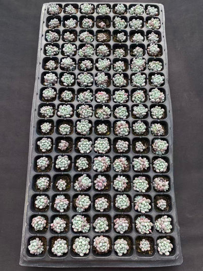 多肉植物 ランホウセキ 105株セット 品番AB0102