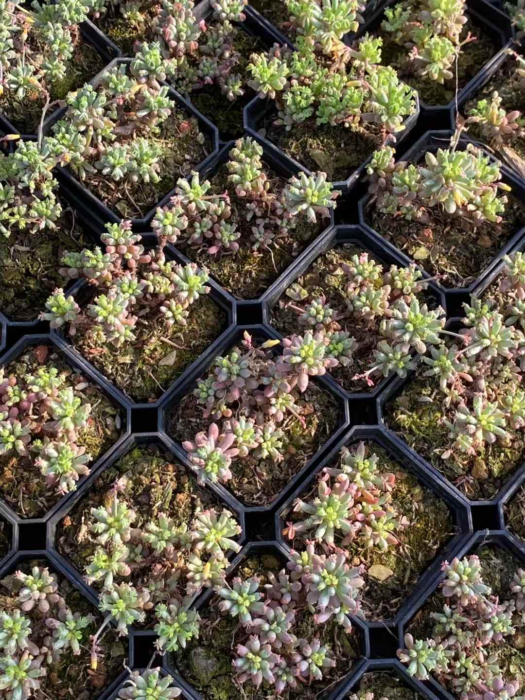 多肉植物 ボウヨウオキザリス 50株セット 2.5号鉢 品番AA00025