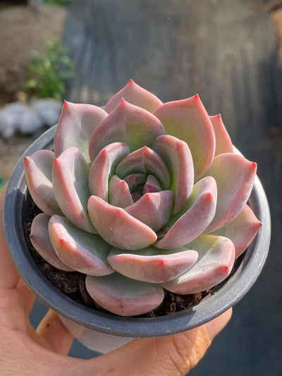 多肉植物 Qオレンジ 18株セット 3号鉢 品番AA00028