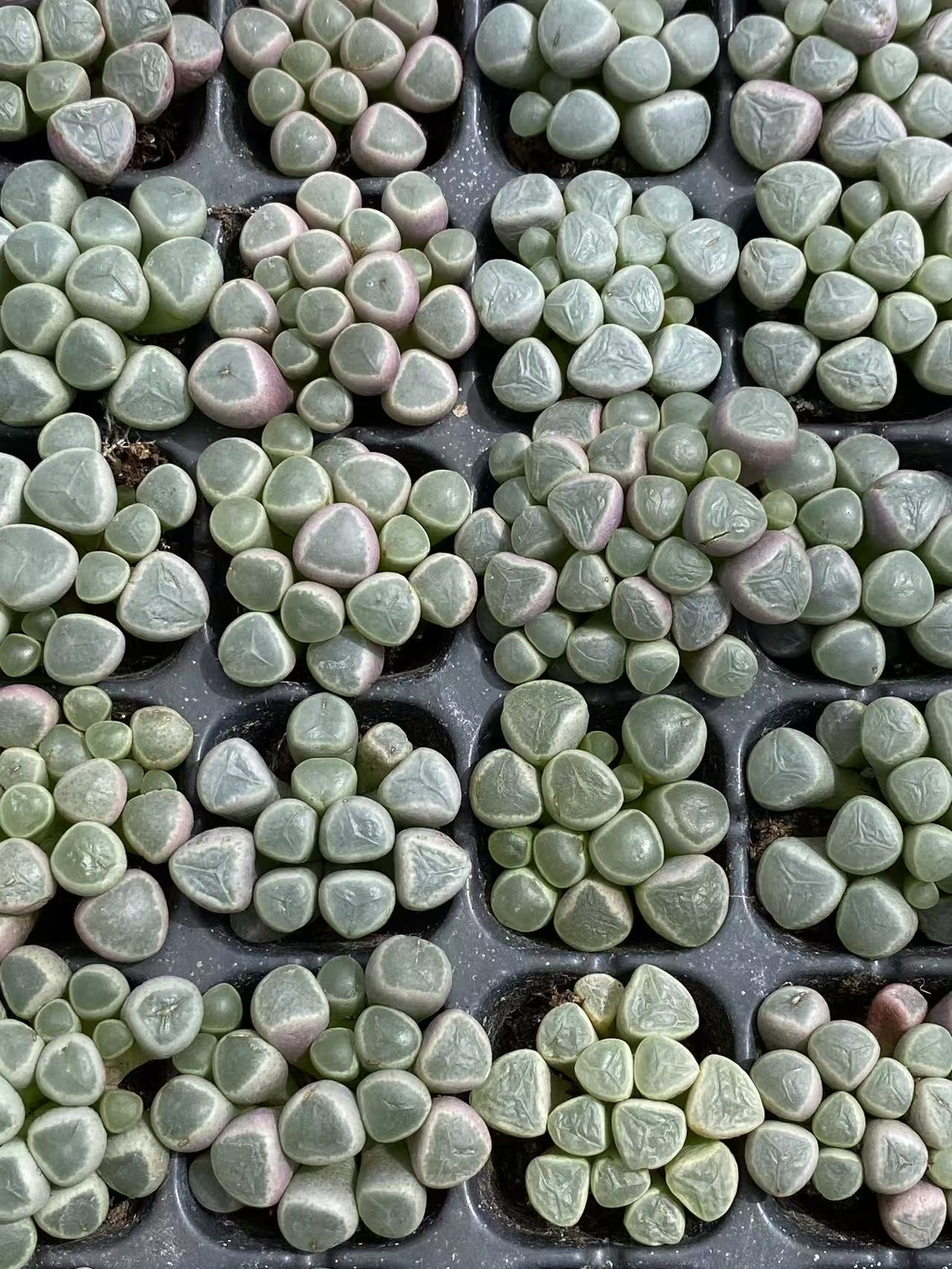 多肉植物 イソズリダマ 128株セット 品番AB0093