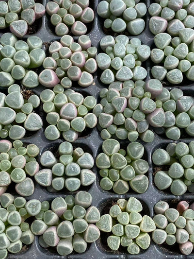 多肉植物 イソズリダマ 128株セット 品番AB0093