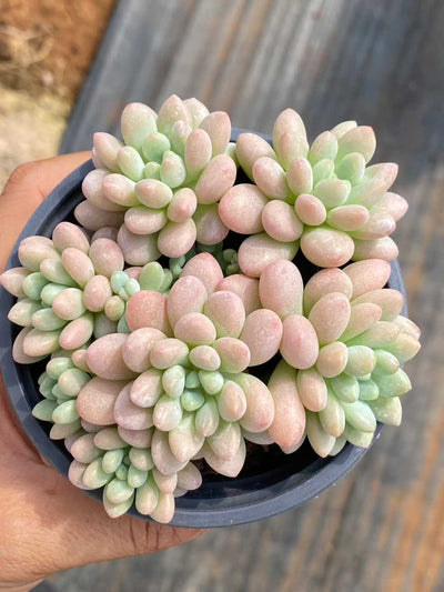 多肉植物 キャビア 30株セット 3号鉢 品番AA00077