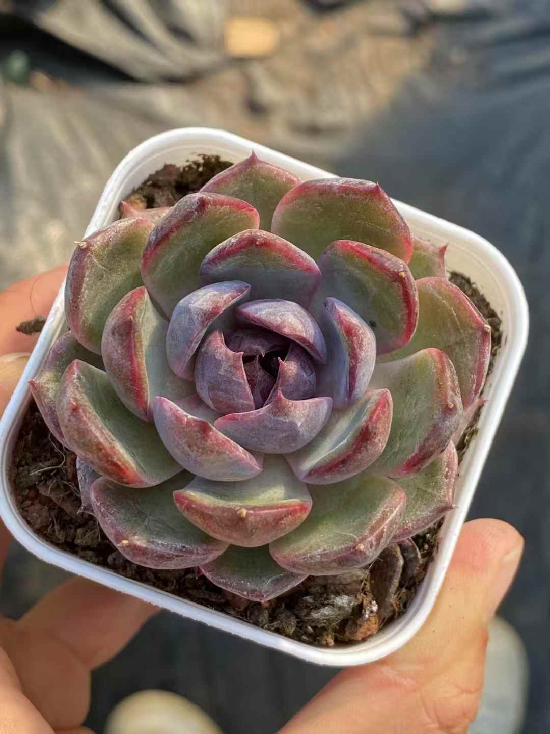 多肉植物 ブルーベリー 50株セット 2.5号鉢 品番AA00007