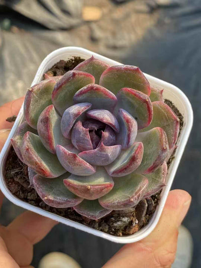多肉植物 ブルーベリー 50株セット 2.5号鉢 品番AA00007