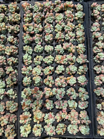 多肉植物 ラウル 72株セット 品番AB0084
