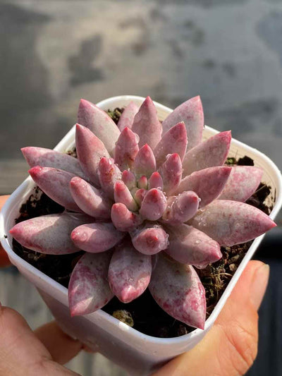 多肉植物 キンギョヒメ 24株セット 2.5号鉢 品番AA00013