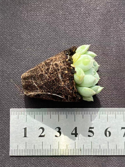 多肉植物 ヨウシキュウ 105株セット 品番AB0097