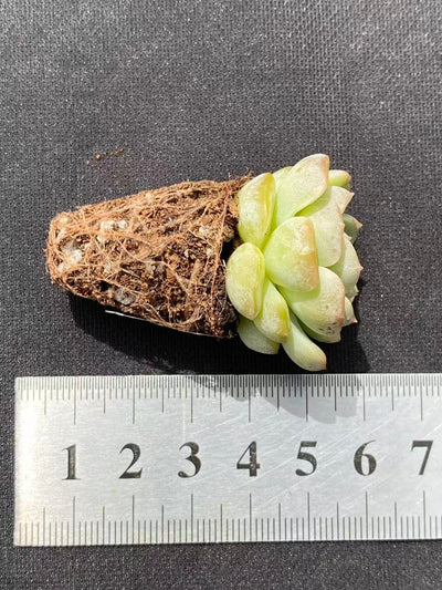 多肉植物 リョクヨウ 128株セット 品番AB0091