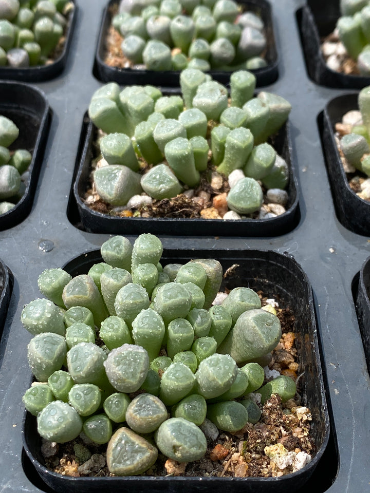 ル*)様 多肉植物　五十鈴玉錦　最上級斑入り　　鮮明錦 s*n様 多肉植物 五十鈴玉錦 最上級斑入り 鮮明錦 - メルカリ