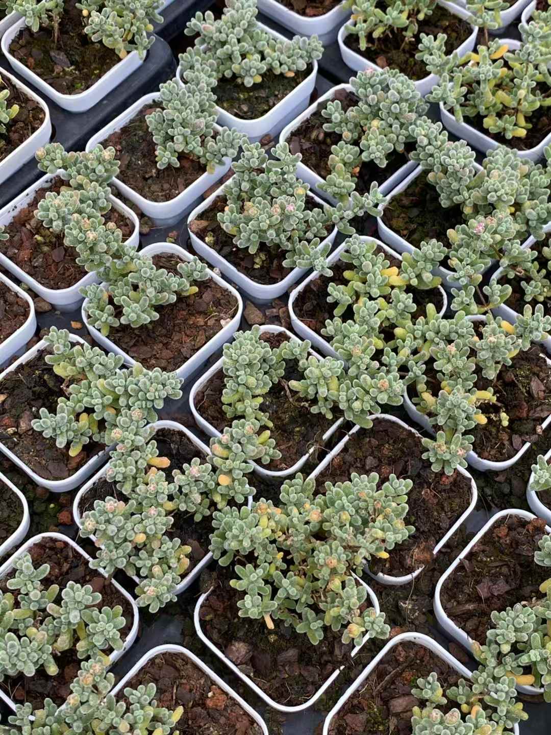 多肉植物 アイスクリスタル 50株セット 2号鉢 品番AA00002