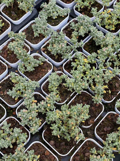 多肉植物 アイスクリスタル 50株セット 2号鉢 品番AA00002