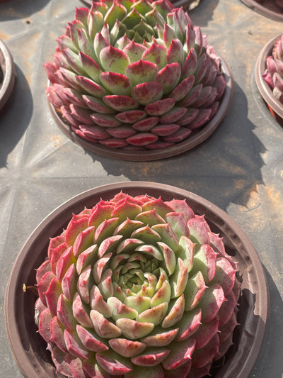 TH513     多肉植物   レッドスポットや「朱砂痣エケベリア」
  （15株）セット