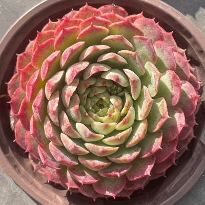 TH513     多肉植物   レッドスポットや「朱砂痣エケベリア」
  （15株）セット