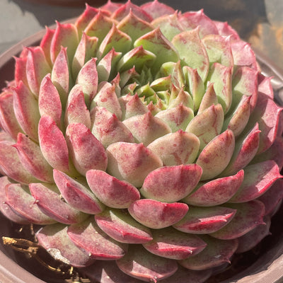 TH513     多肉植物   レッドスポットや「朱砂痣エケベリア」
  （15株）セット