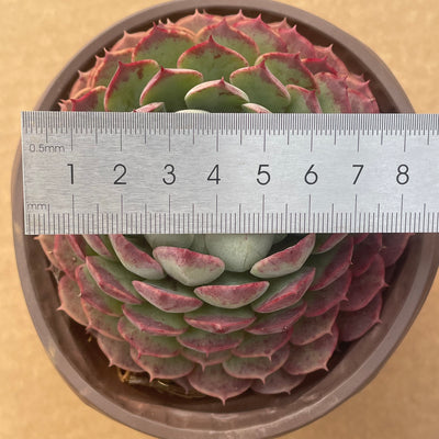 TH513     多肉植物   レッドスポットや「朱砂痣エケベリア」
  （15株）セット