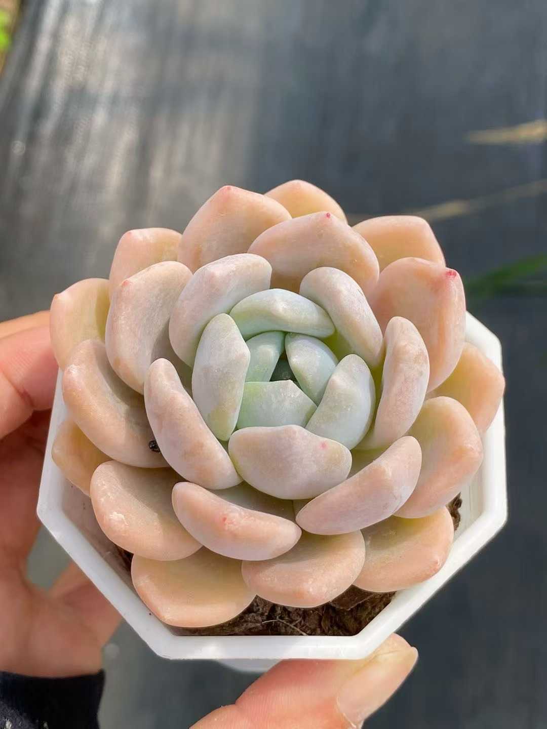 多肉植物 チューベローズ 24株セット 2.5号鉢 品番AA00095