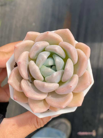 多肉植物 チューベローズ 24株セット 2.5号鉢 品番AA00095