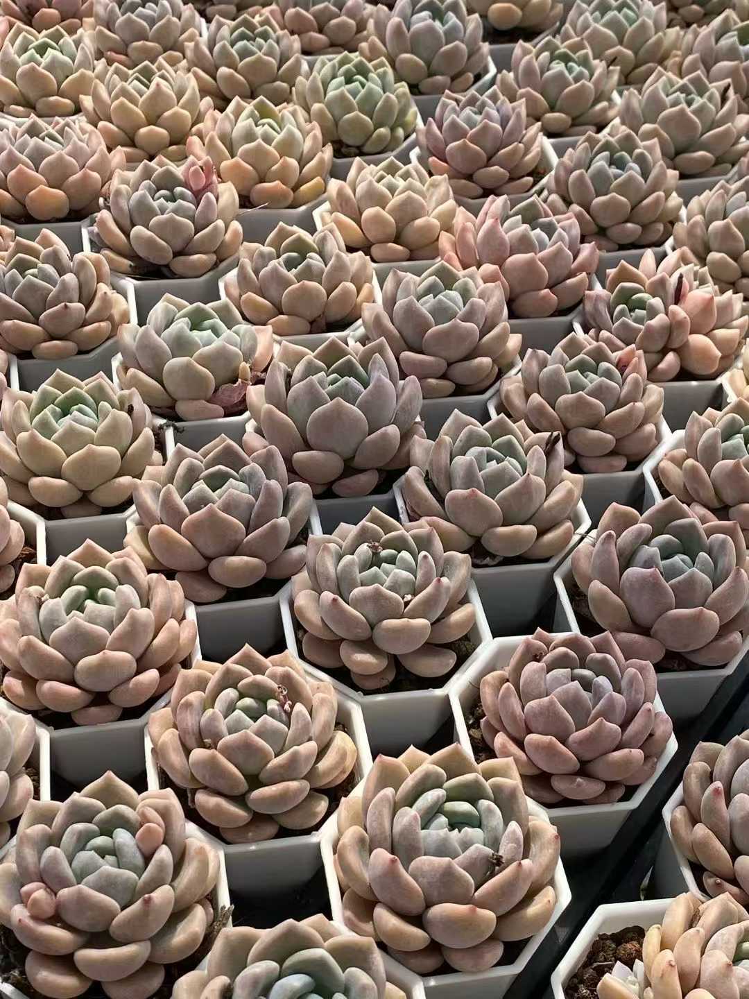 多肉植物 チューベローズ 24株セット 2.5号鉢 品番AA00095