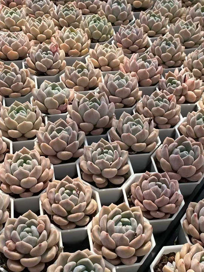 多肉植物 チューベローズ 24株セット 2.5号鉢 品番AA00095