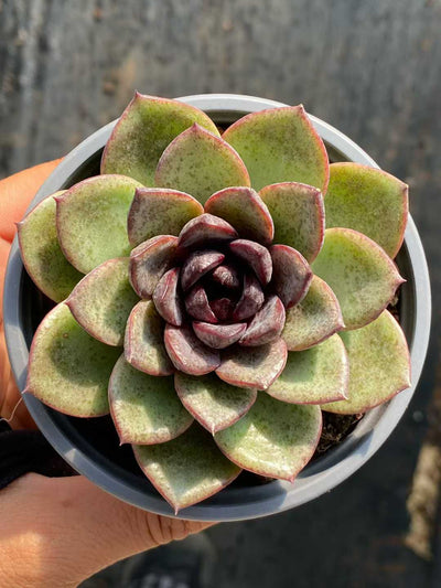 多肉植物 ブラッククリスタル 30株セット 3号鉢 品番AA00096