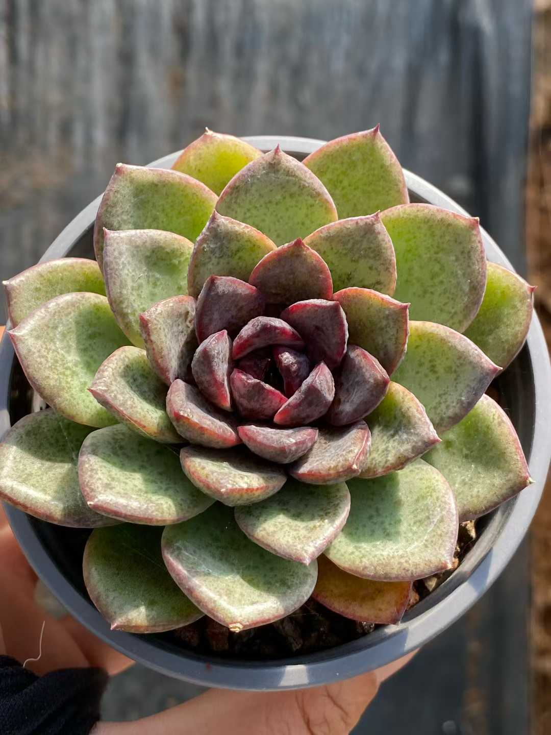 多肉植物 ブラッククリスタル 30株セット 3号鉢 品番AA00096