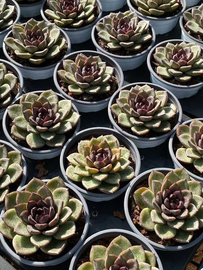 多肉植物 ブラッククリスタル 30株セット 3号鉢 品番AA00096