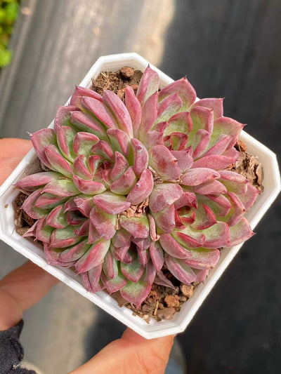 多肉植物 ブラックナイト・グンセイ 24株セット 2.5号鉢 品番AA00097