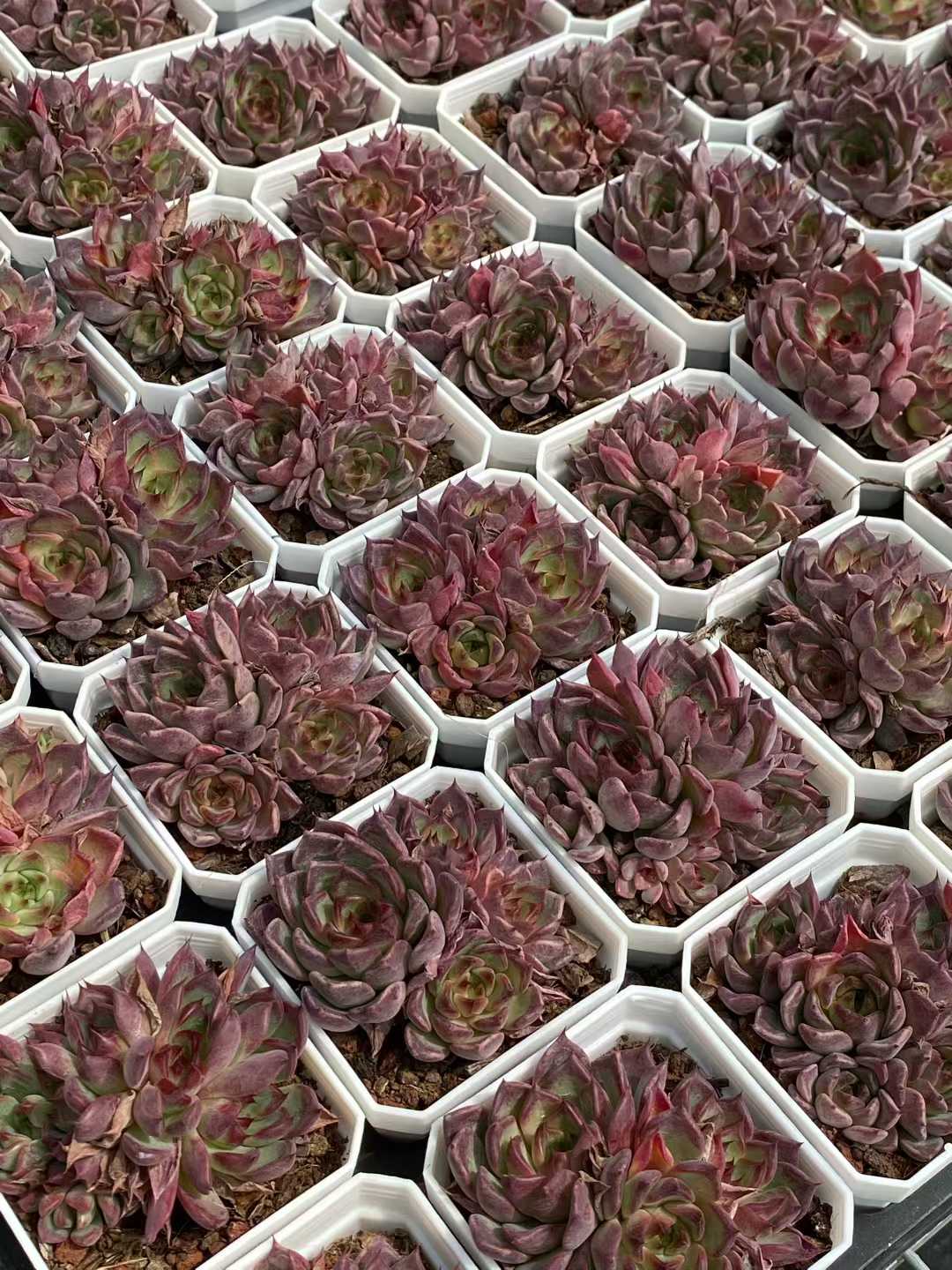 多肉植物 ブラックナイト・グンセイ 24株セット 2.5号鉢 品番AA00097