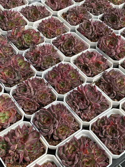 多肉植物 ブラックナイト・グンセイ 24株セット 2.5号鉢 品番AA00097