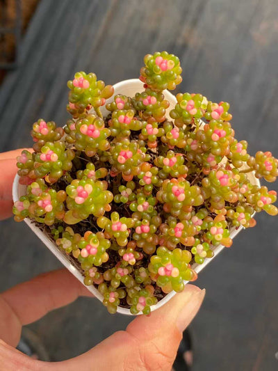 多肉植物 ベリー 24株セット 2.5号鉢 品番AA00101