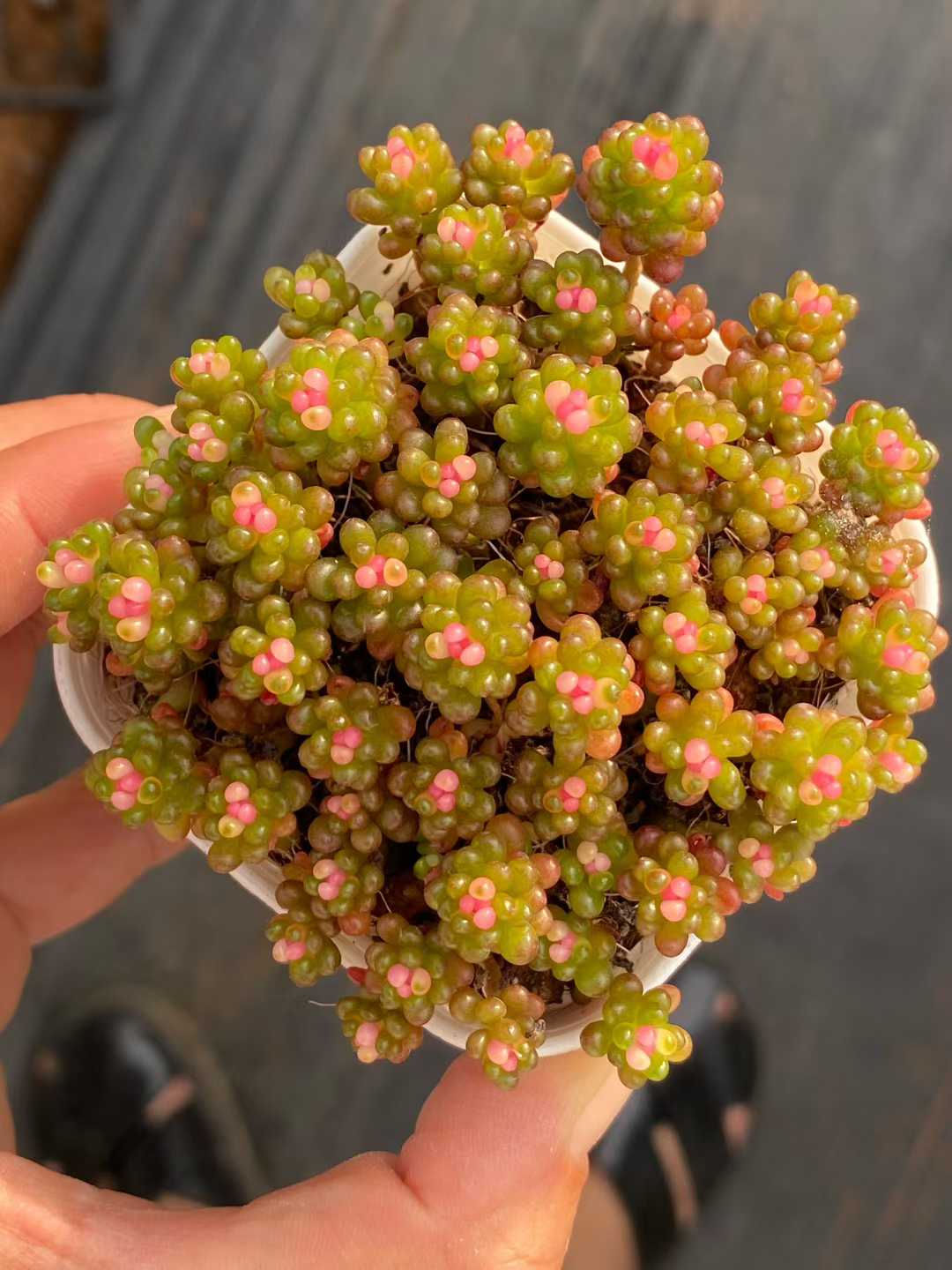 多肉植物 ベリー 24株セット 2.5号鉢 品番AA00101