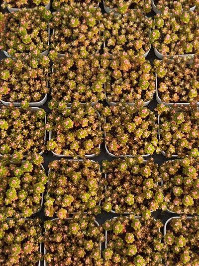 多肉植物 ベリー 24株セット 2.5号鉢 品番AA00101