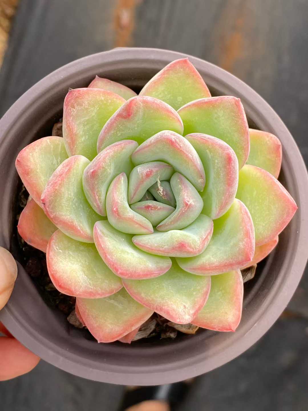 多肉植物 ブーム 18株セット 3号鉢 品番AA00102